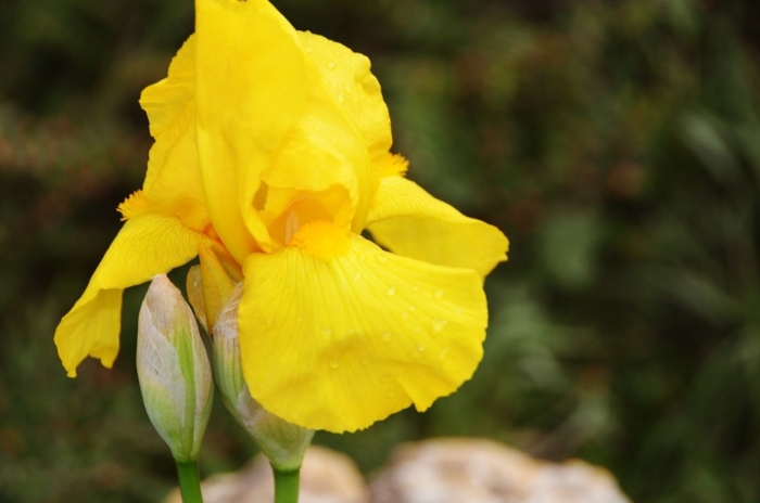 Ирис желтый