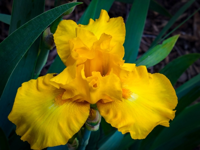 Ирис касатик желтый