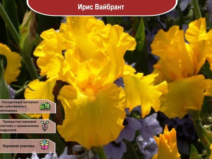 Ирис вайбрант