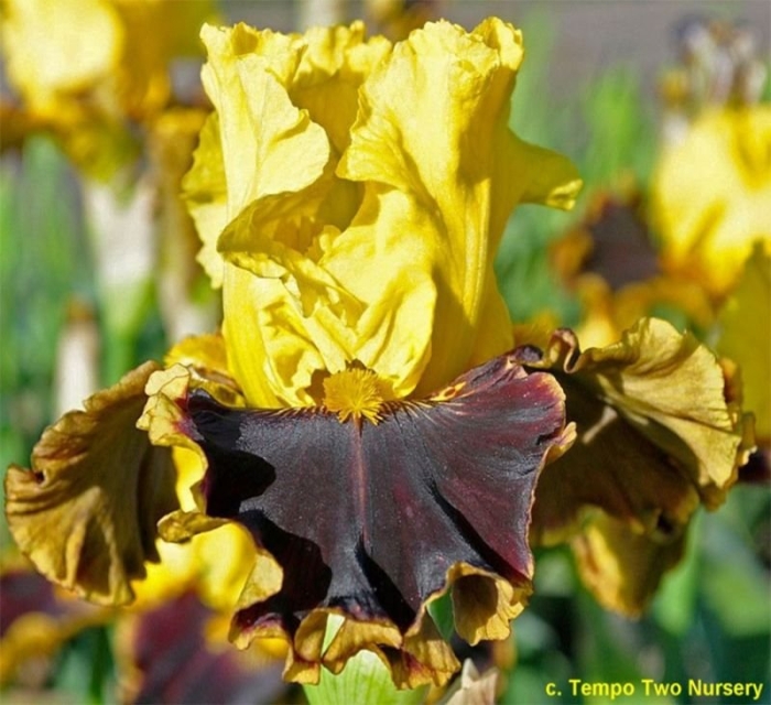 Ирис дадс пират