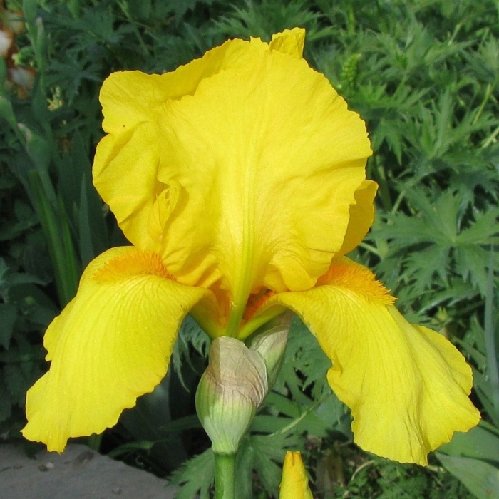 Ирис касатик желтый