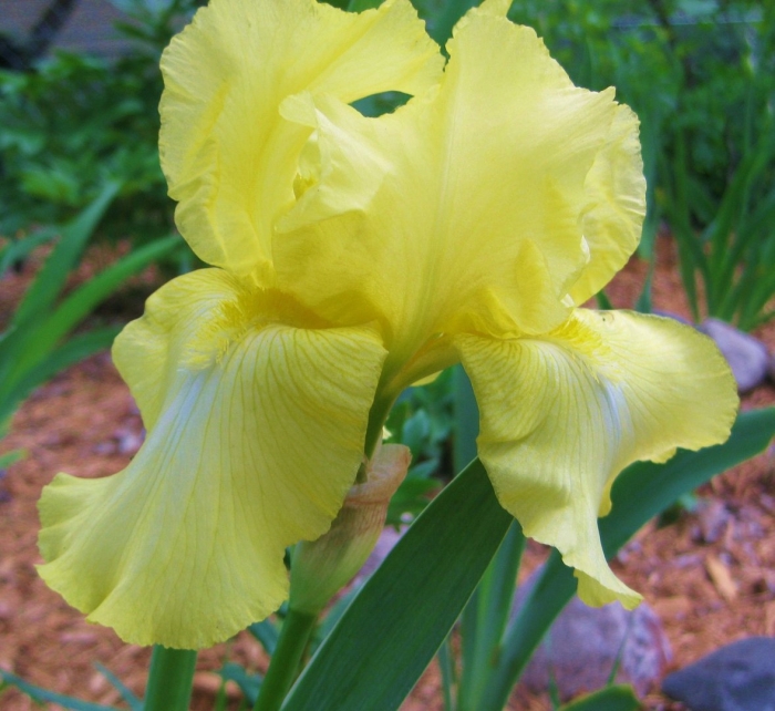 Ирис бородатый йеллоу