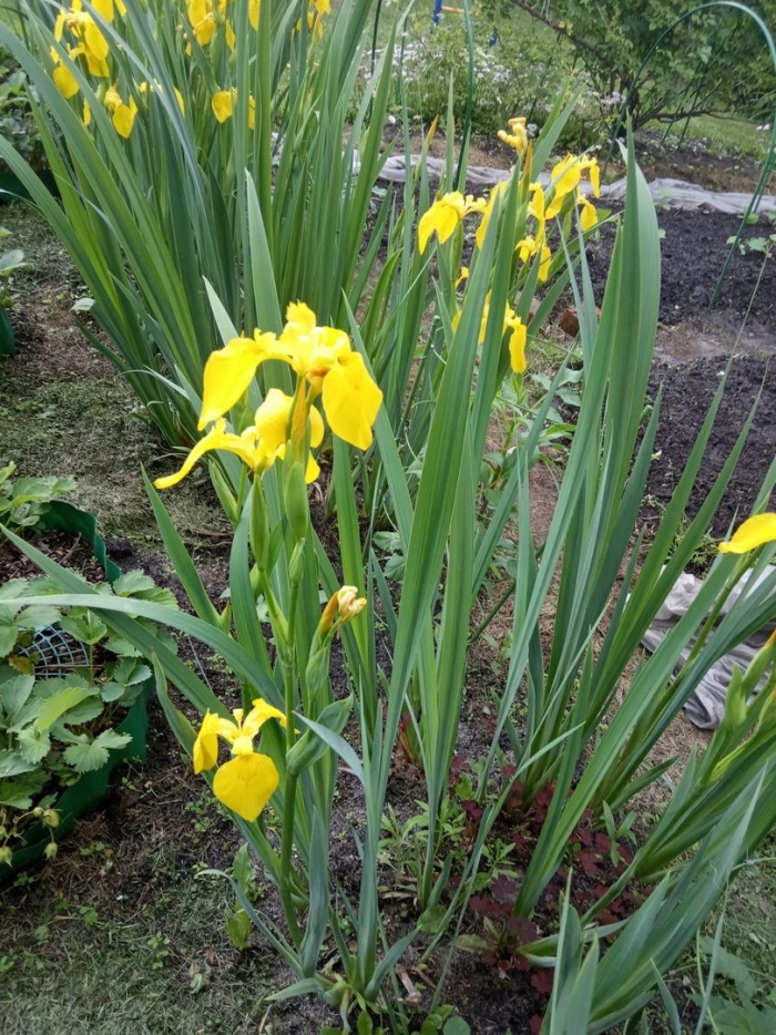 Ирис болотный аировидный