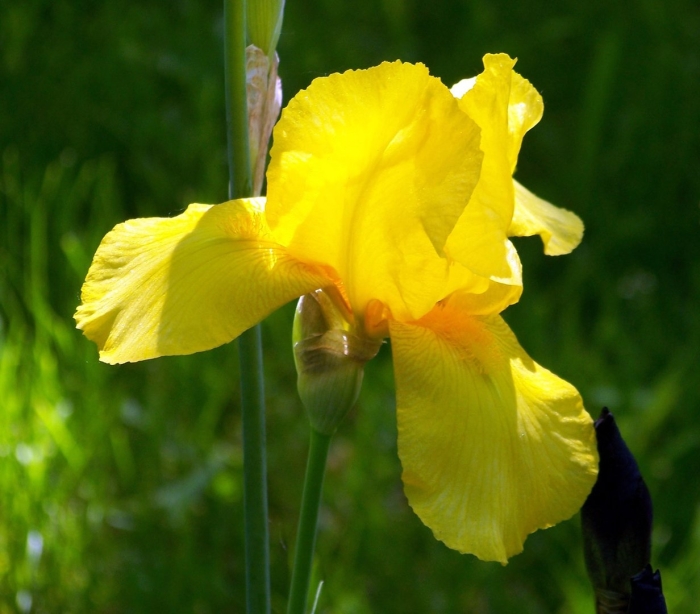 Ирис касатик желтый