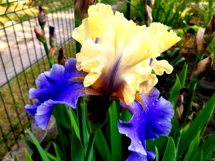 Ирис желто голубой