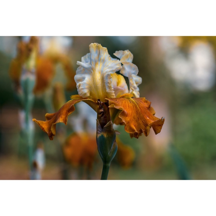 Ирис еллоу уайт