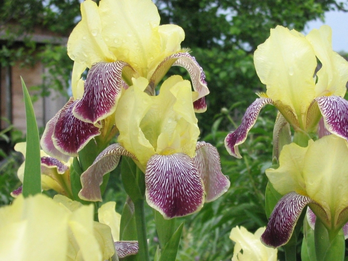 Ирис бородатый желтый