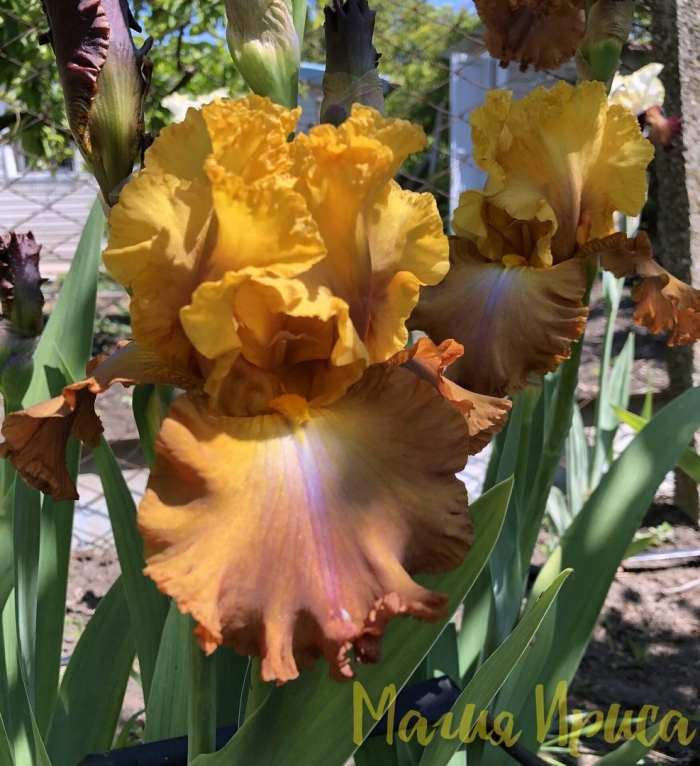 Ирис саженцы