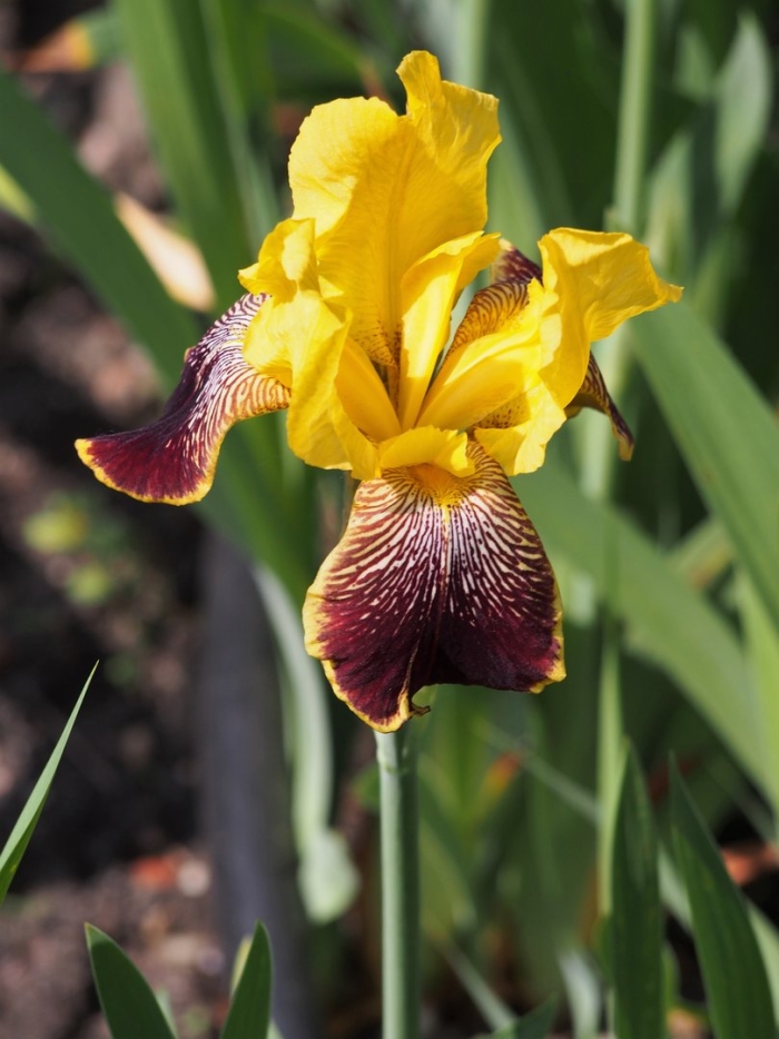 Ирис бородатый раджа брук