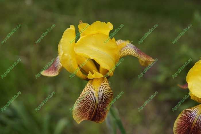 Ирис желто коричневый