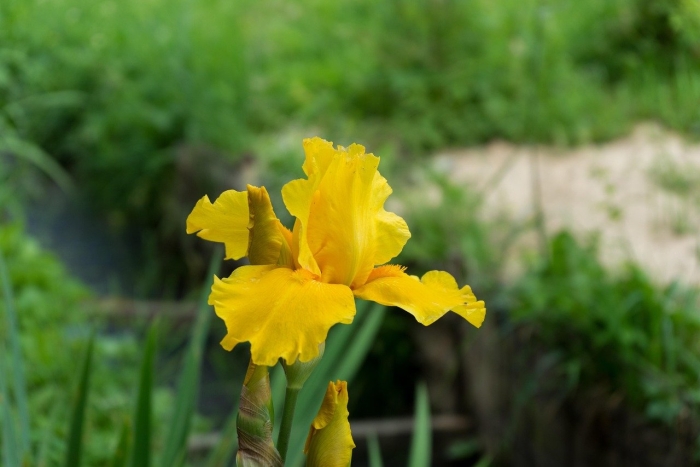 Ирис болотный желтый