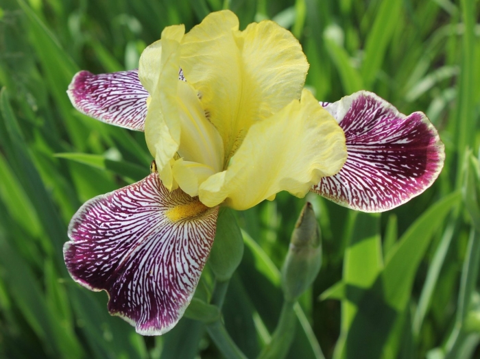 Ирис флэминг драгон