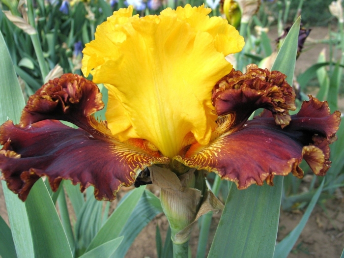 Ирис империал гуард