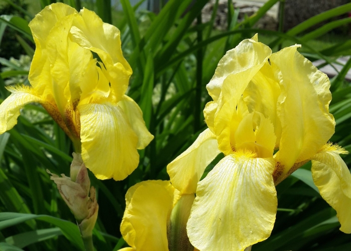 Ирис касатик желтый