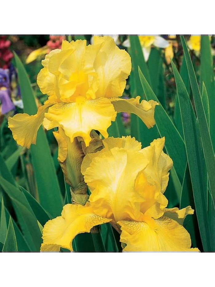 Ирис баквит