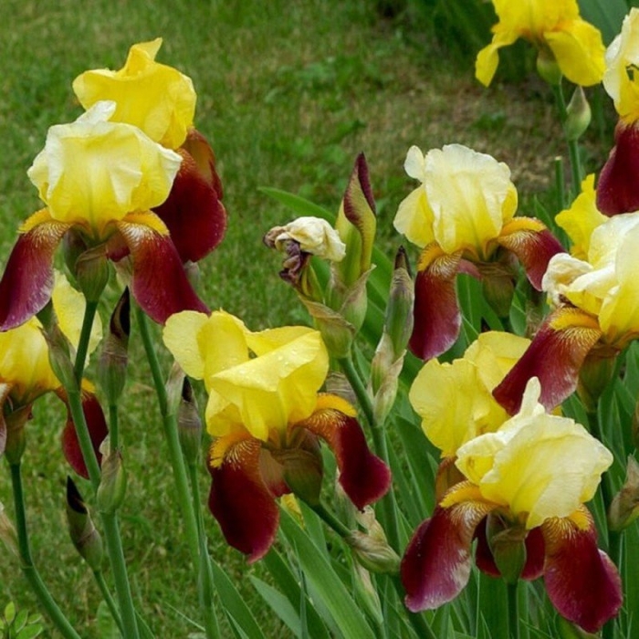 Ирис бородатый бразье