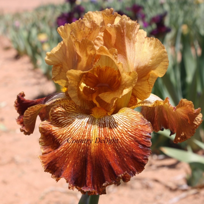 Ирис браун шугар