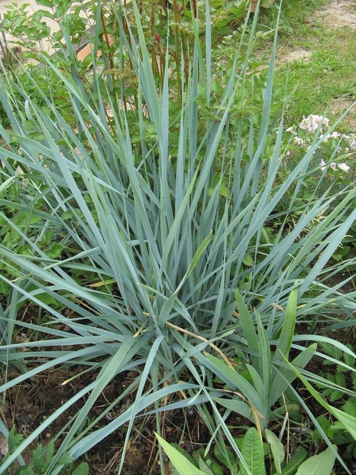 Осока элимус