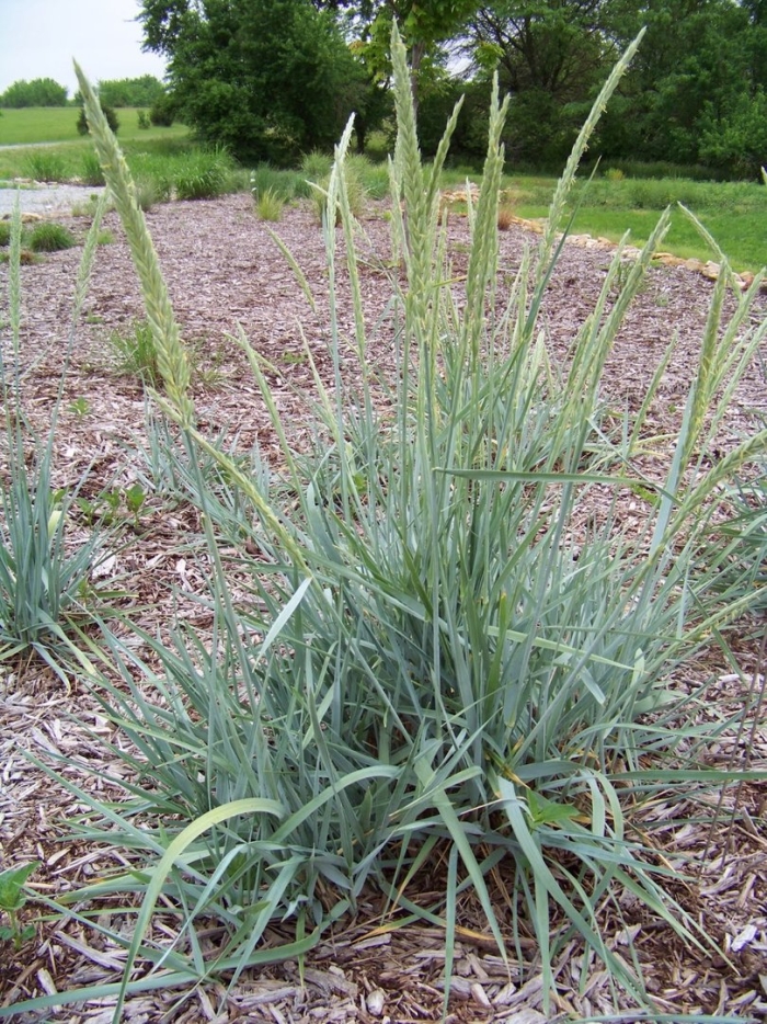 Колосняк (leymus)