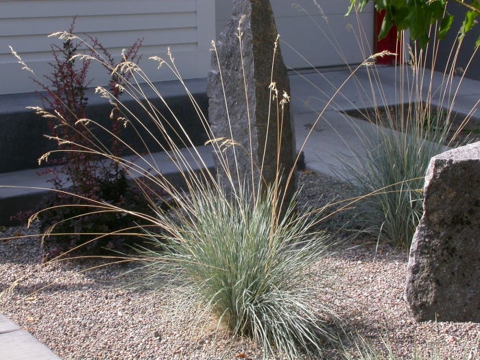 Овсец вечнозеленый