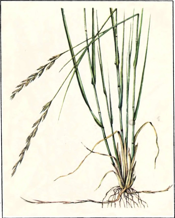 Пырей ползучий