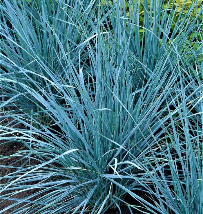 Колосняк песчаный элимус голубой