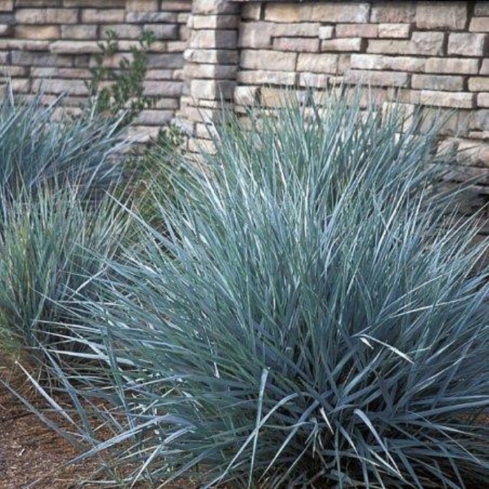 Колосняк песчаный элимус голубой