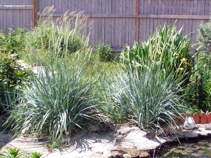 Элимус голубой