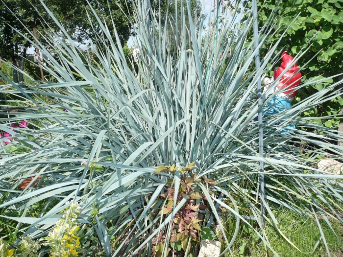 Колосняк песчаный