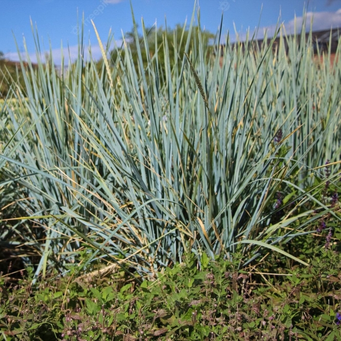 Колосняк песчаный элимус голубой