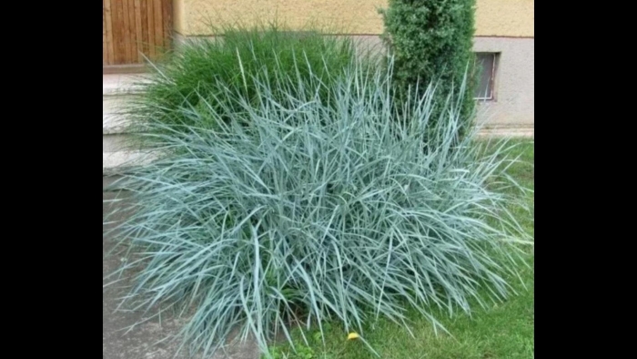 Колосняк песчаный элимус голубой