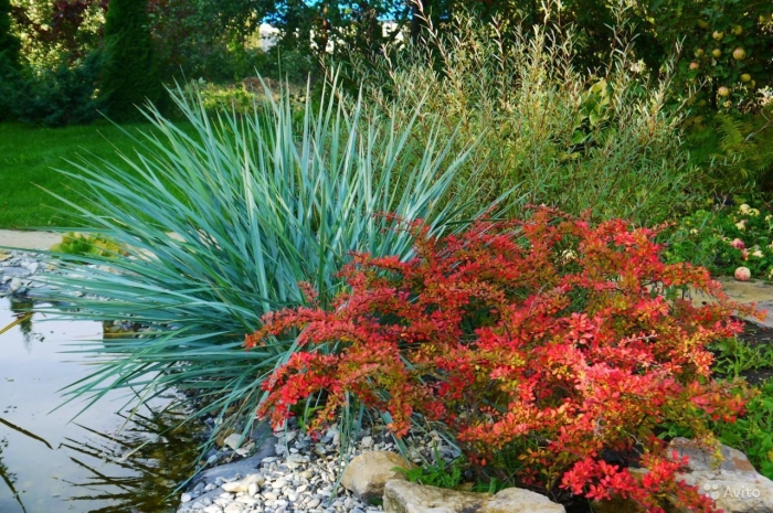 Колосняк (элимус) песчаный