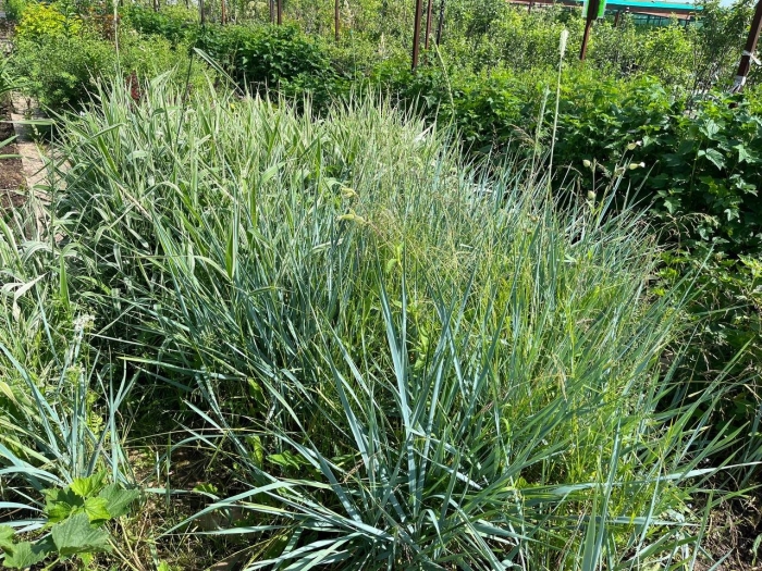 Элимус песчаный