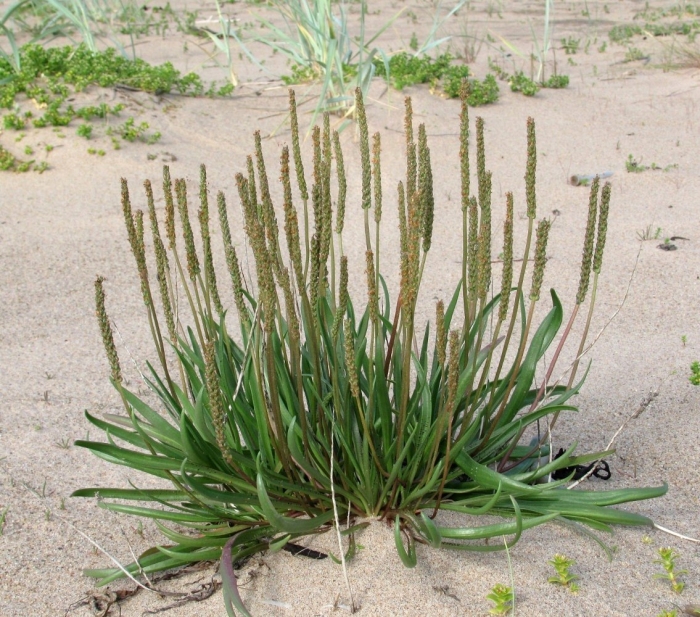 Plantago ovata