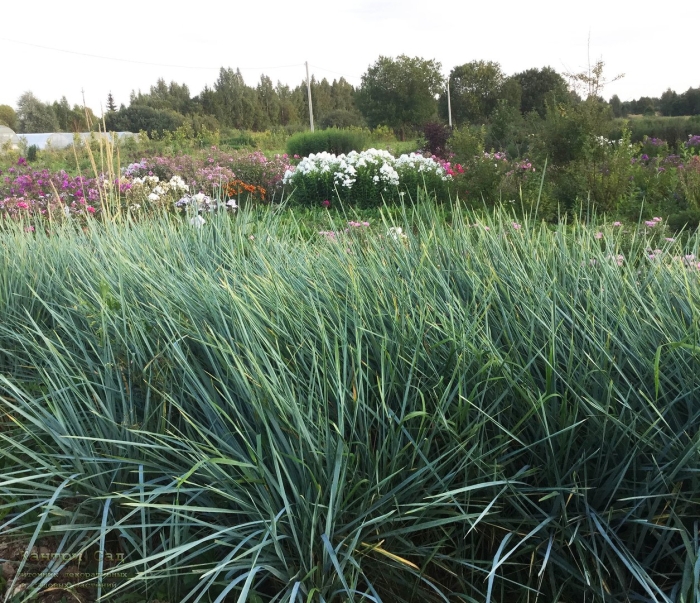 Элимус песчаный (элимус голубой) –