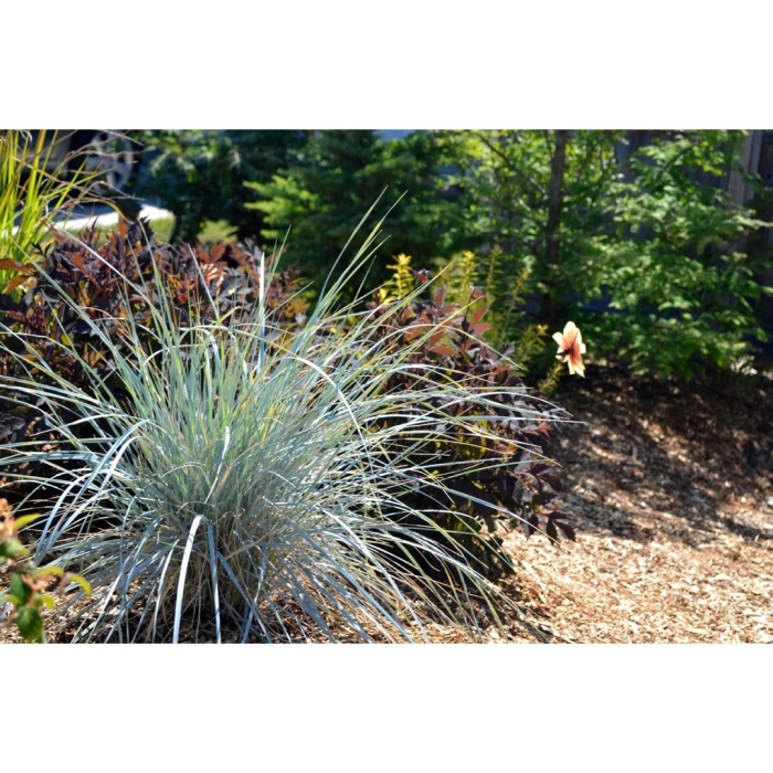 Геликтотрихон (овсец вечнозеленый)