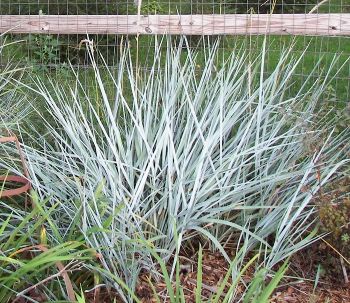 Колосняк элимус песчаный