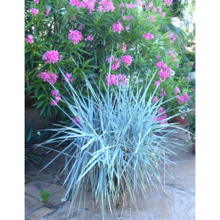 Колосняк песчаный в ландшафтном дизайне