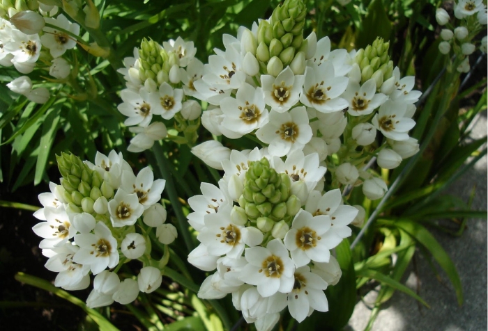 Ornithogalum thyrsoides
