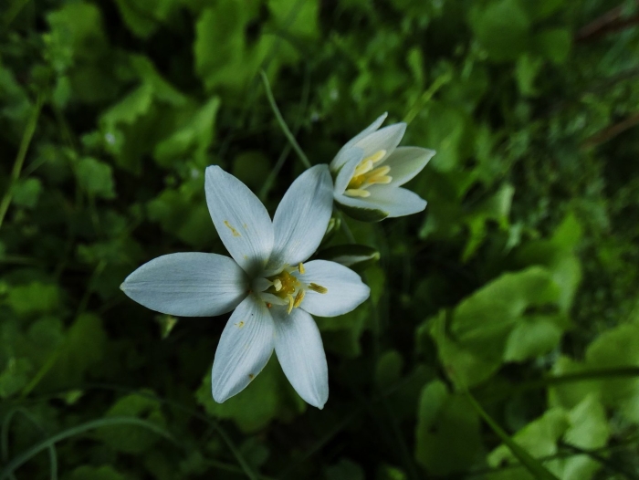 Ornithogalum umbellatum