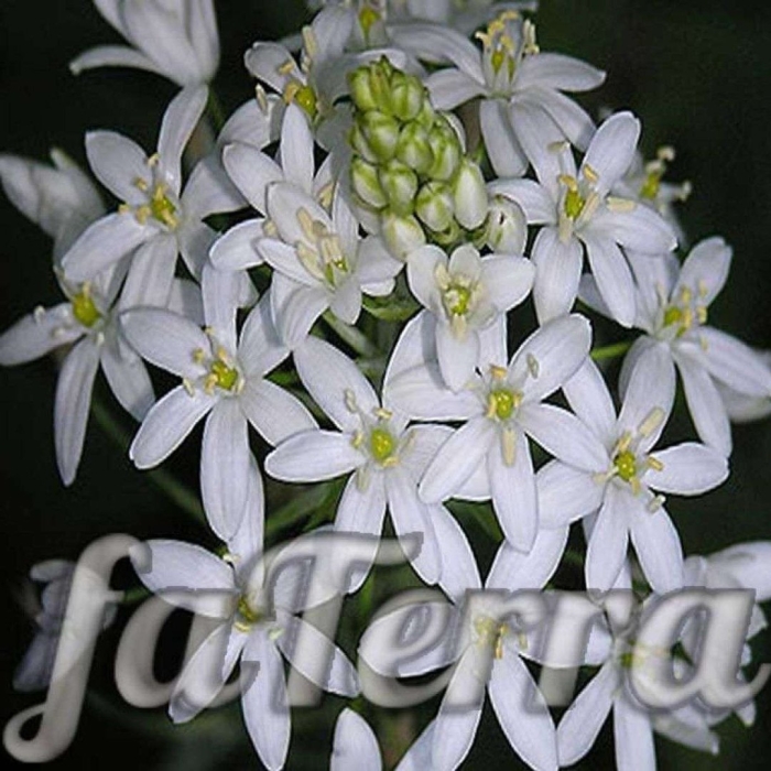 Птицемлечник цветы баха