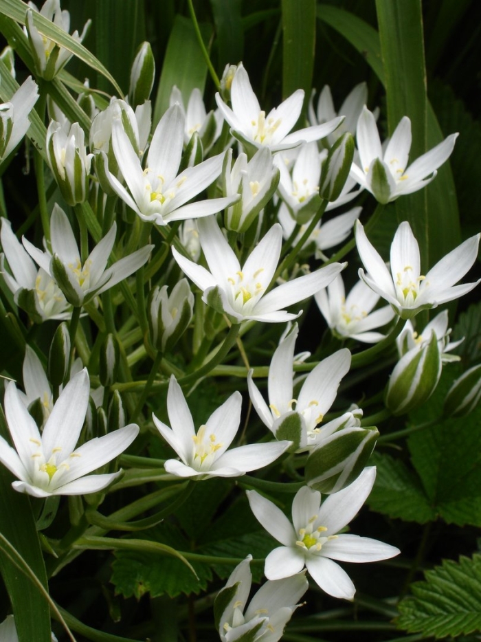 Ornithogalum candicans