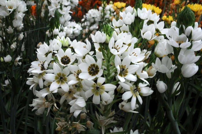 Орнитогалум saundersiae