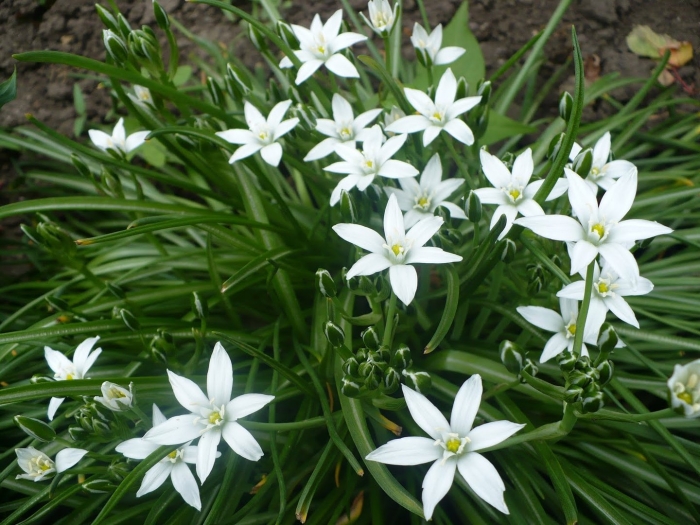 Цветок птицемлечник