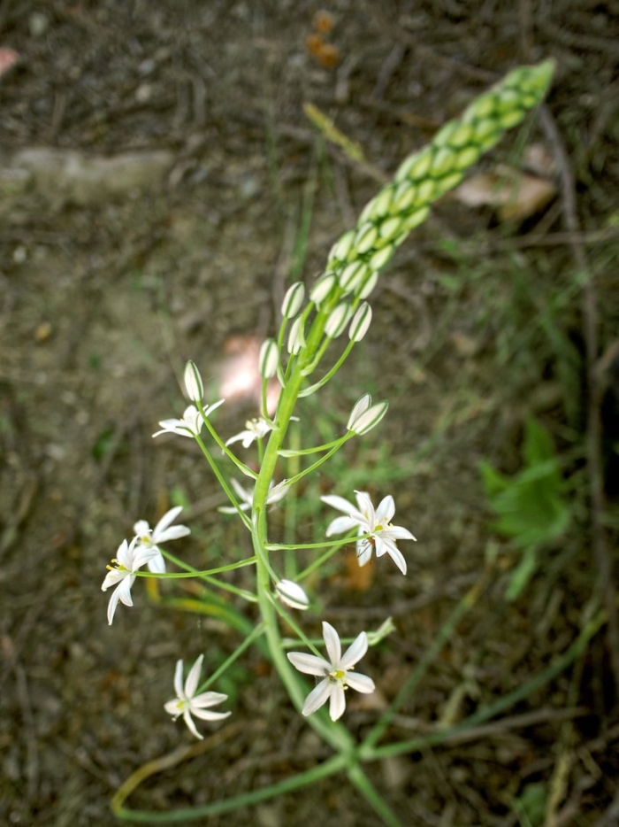 Ornithogalum ponticum