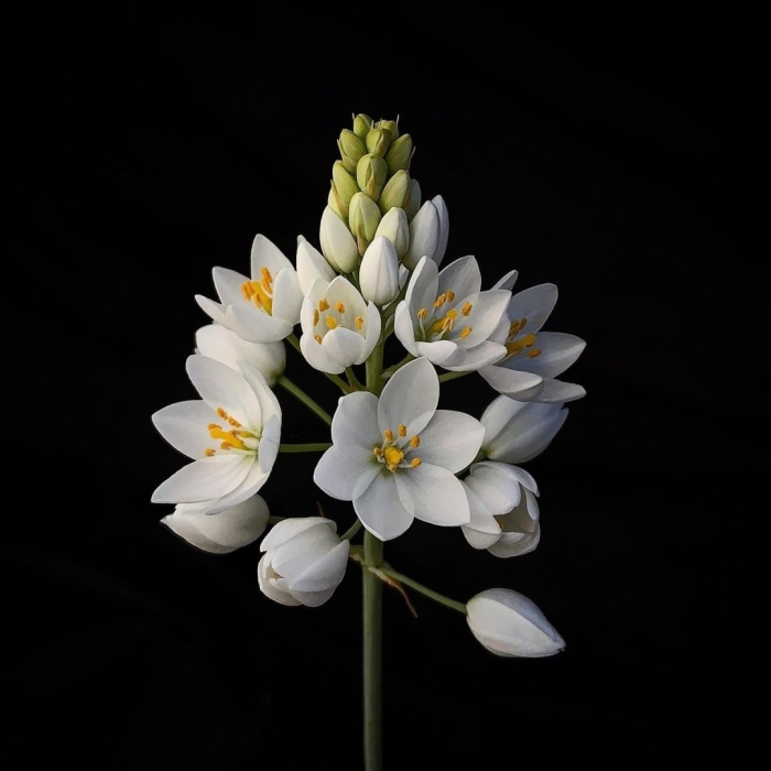 Орнитогалум тирсоидес