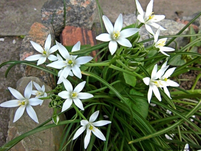 Птицемлечник многолетка