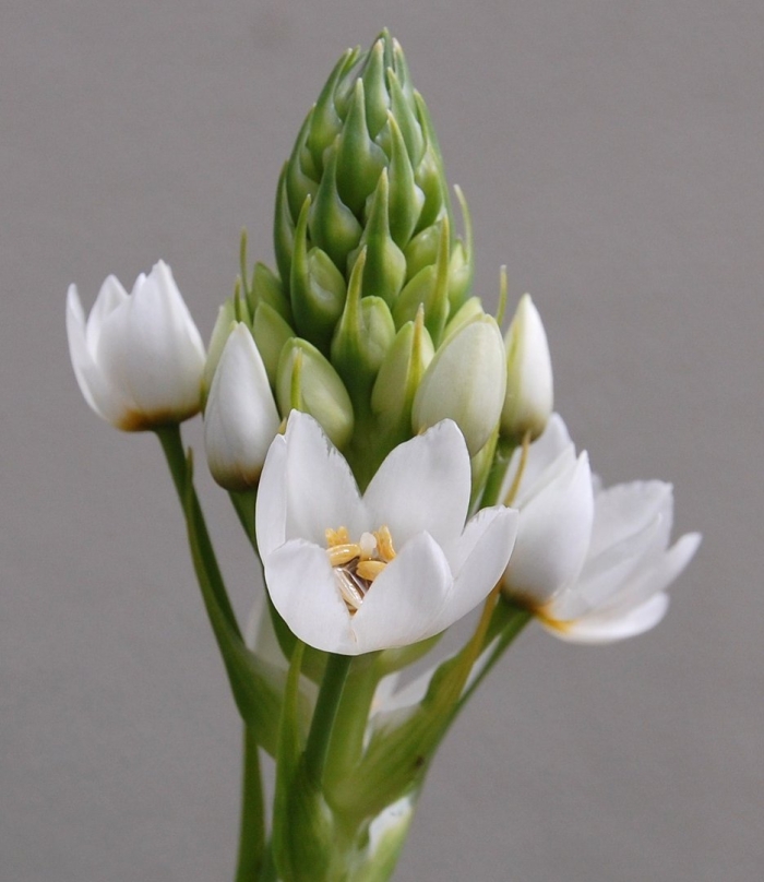 Орнитогалум роял грейс