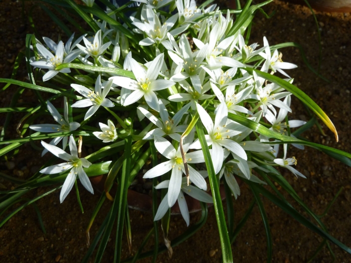 Птицемлечник альба