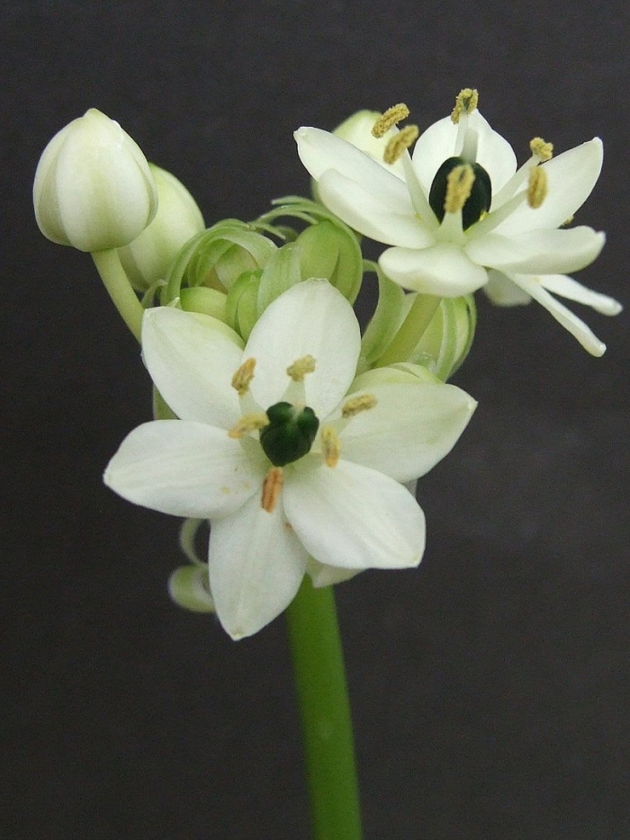 Орнитогалум(птицемлечник) арабикум